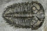 Double Coltraneia Trilobite Fossil - Huge Faceted Eyes #363238-2